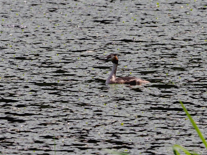 JJCcu,Great Crested Grebe